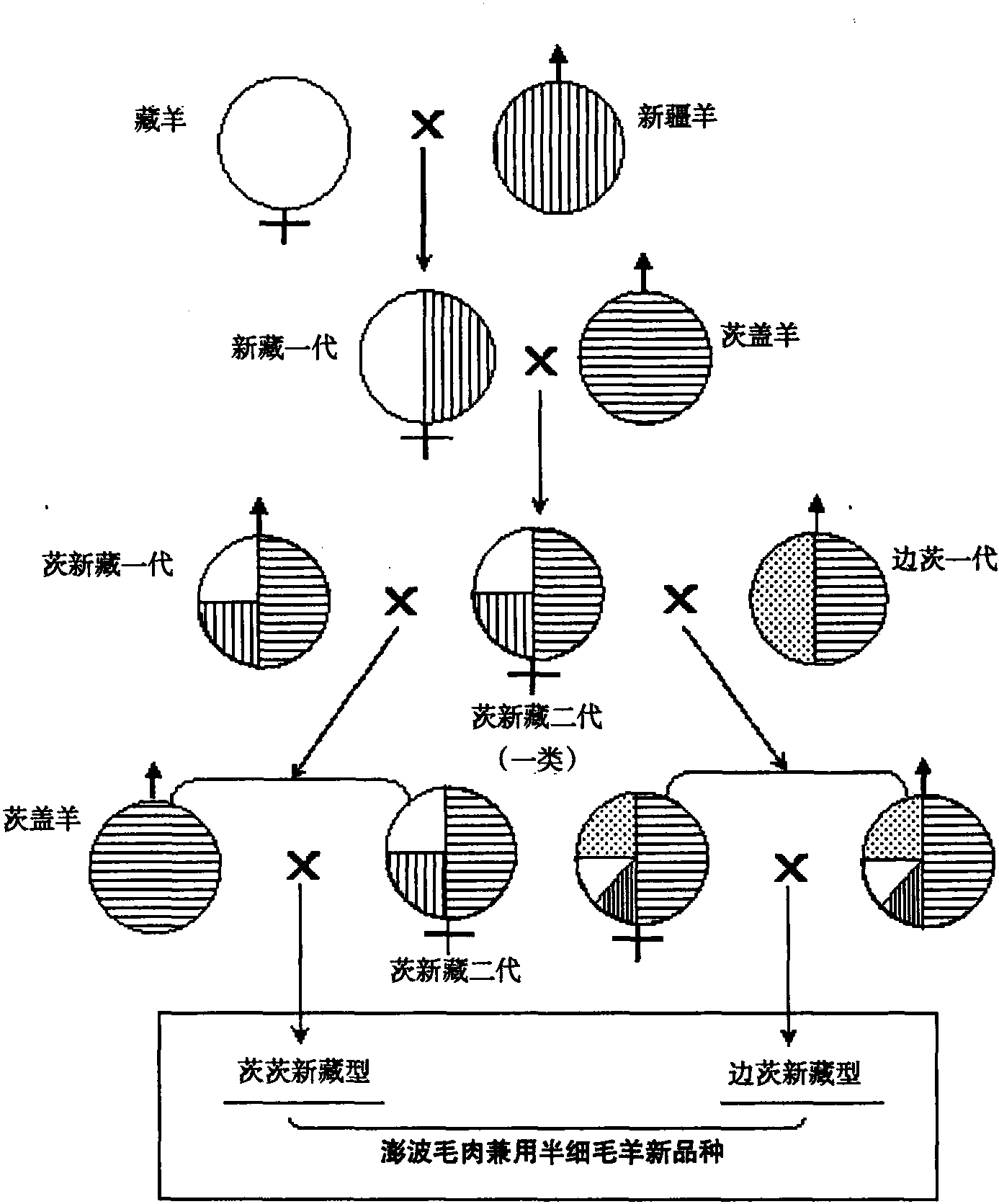 第一節(jié) 澎波半細(xì)毛羊培育歷程及現(xiàn)狀